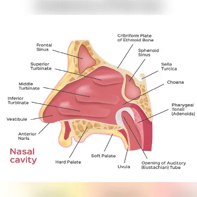 Cross-section view of the nasal passage and sinuses